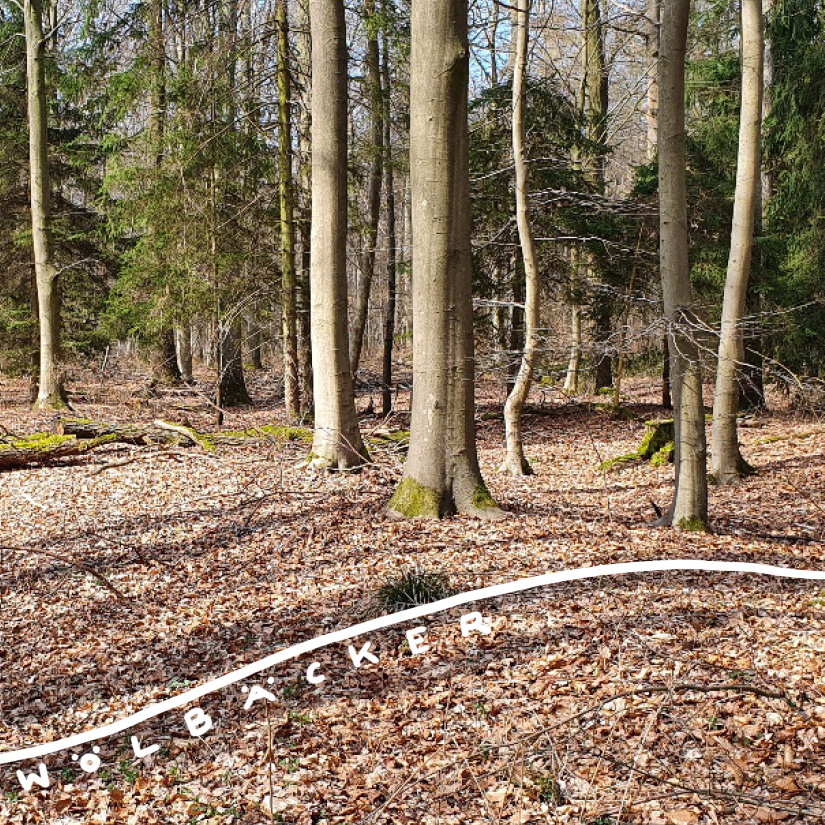 WÖLBÄCKER IN WOLFSBURG